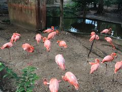 -清迈夜间动物园