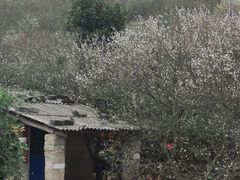 -东南花都花博园