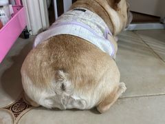 -德元·美联众合24小时动物医院(总院)
