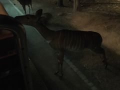 -清迈夜间动物园