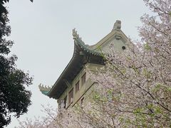 -武汉大学-樱园