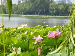 -莲花池公园