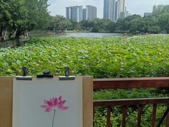 -荔湾湖公园