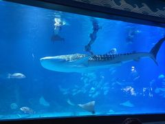 -烟台海昌鲸鲨海洋公园