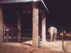 -清迈夜间动物园