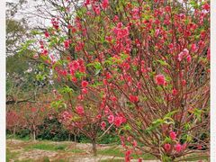 -南国桃园旅游度假区