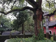 -普陀山风景名胜区-法雨禅寺