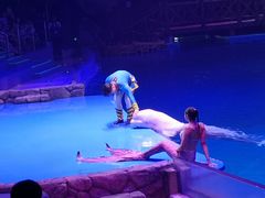 -芜湖新华联大白鲸海洋公园