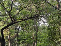 -鲁山国家森林公园