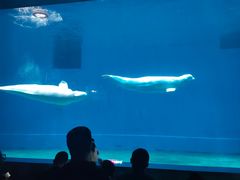 -芜湖新华联大白鲸海洋公园