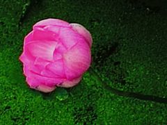 -莲湖公园