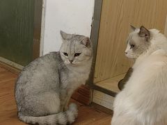 -萌喵咖啡屋(人民东路4号口M16商铺店)