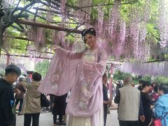 -嘉定紫藤园