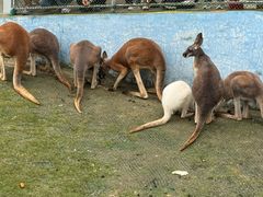 -西霞口神雕山野生动物世界