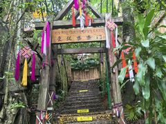 -西双版纳原始森林公园