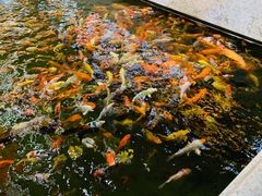 -龙悦湾酒家·八阵鱼生·渔人码头店
