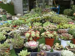 -金科花卉市场