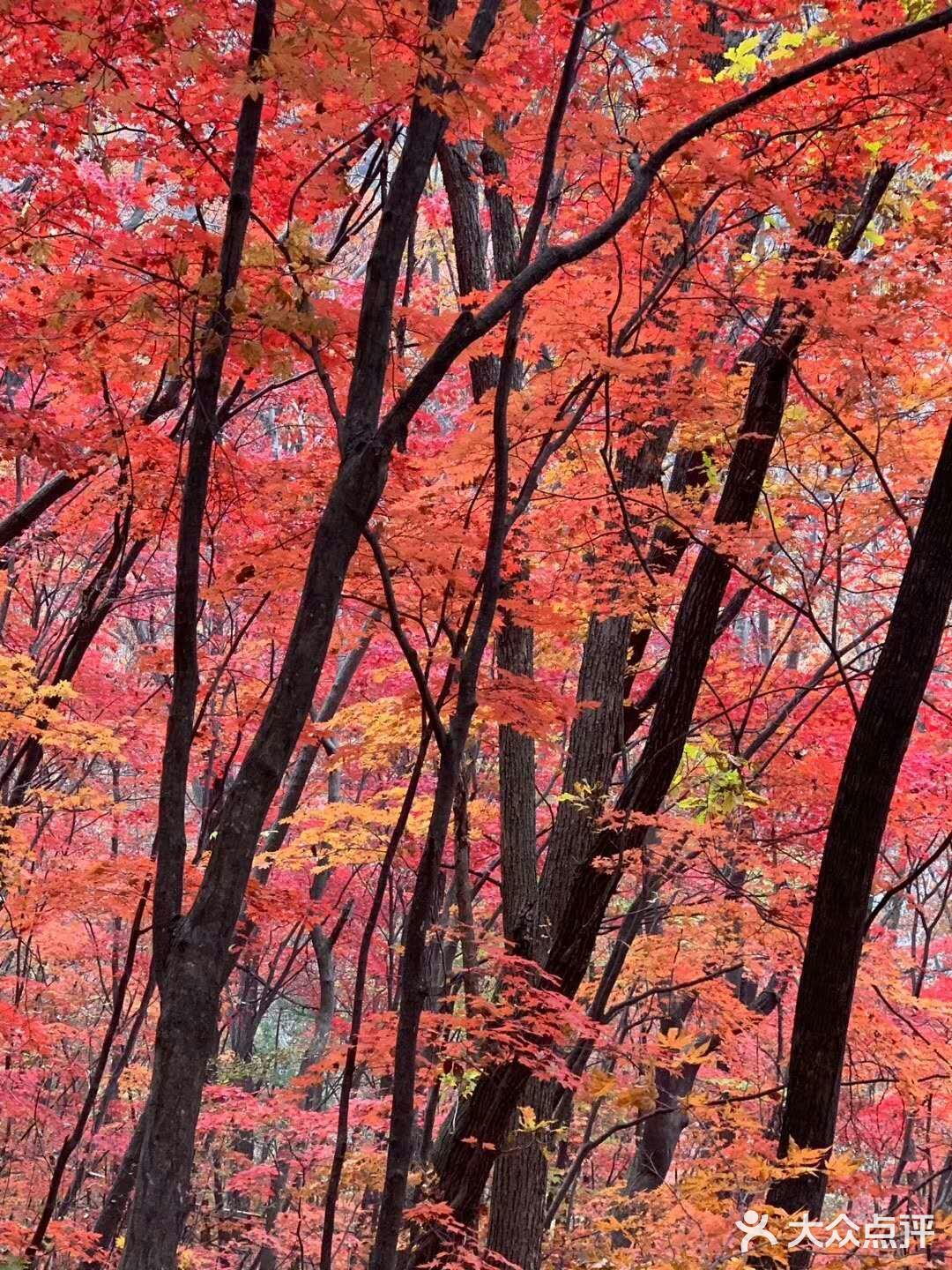 紅葉又好看了很多漫山遍野的紅葉