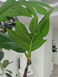 -HEYAN荷妍专业脱毛连锁机构