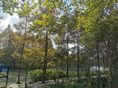 -上海长兴岛郊野公园