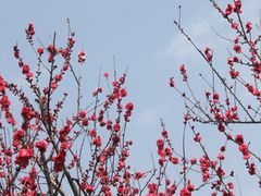 -洛阳市隋唐城遗址植物园