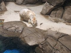 -海合安武汉极地海洋公园