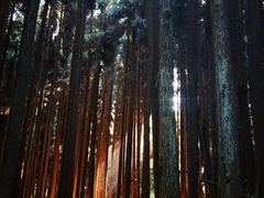 -武陵山森林公园