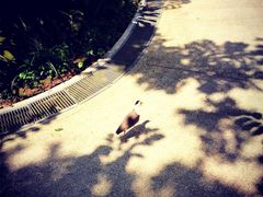 -新加坡飞禽公园
