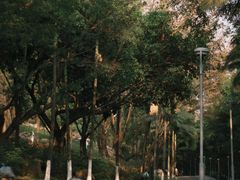 -东莞植物园