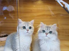 -猫十亿·布偶金渐层·曼基康矮脚猫舍(青年路店)