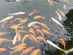 -惠州西湖丰渚园