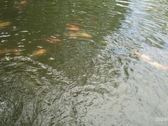 -西湖游船