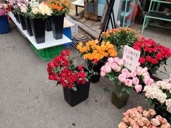 -循礼门鲜花花市(武汉循礼门店)