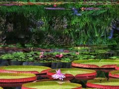 -国家植物园南园