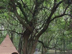 -东湖落雁景区