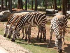 -西安秦岭野生动物园