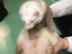 -藦茜花园宠物主题亲子互动体验馆(国顺东路店)
