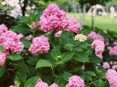 -上海滨江森林公园