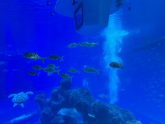 -成都浩海立方海洋公园