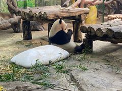 -广州长隆野生动物世界