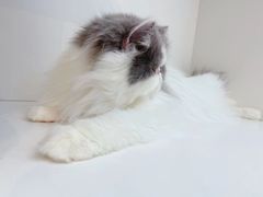 -萌兽医馆·眼科·异宠专科(三里屯店)