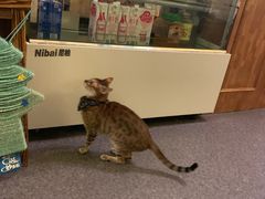 -猫色咖啡·猫咖