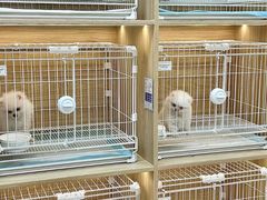 -南京宠物基地·宠物狗宠物猫售卖(南京店)