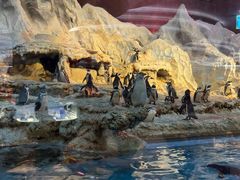 -帝企鹅自助餐厅•儿童岛•真企鹅(长隆企鹅酒店)