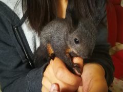-北京观赏动物医院·24小时大型综合·猫专科·异宠专科