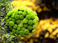 -杭州植物园