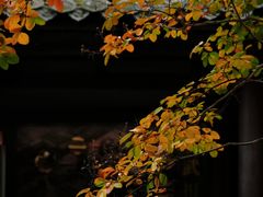 -报恩寺(平武县)