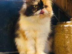 -more than meow吴止猫主题餐厅(承德 中船汇店)