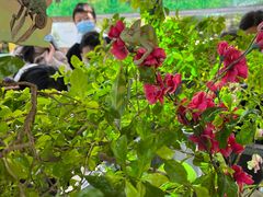 -广州长隆飞鸟乐园