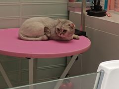 -FAELING PETS美天灵宠物(合生汇店)